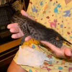 Savannah F-2 B female silver spotted tabby DOB 9-1-14 003-800