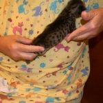 Savannah F-2 B female silver spotted tabby DOB 9-1-14 005-800