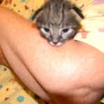 Savannah F-2 B female silver spotted tabby DOB 9-1-14 006-800