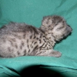 Savannah F-2 B female silver spotted tabby DOB 9-1-14 007-800
