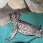 Savannah F-2 B female silver spotted tabby DOB 9-1-14 010-800