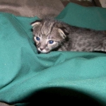 Savannah F-2 B female silver spotted tabby DOB 9-1-14 011-800