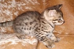 Loki Savannah F-2B Male #1 DOB 10-2-20