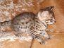 Loki Savannah F-2B Male #1 DOB 10-2-20