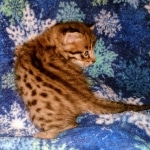 Savannah, F-2B, Male, BST DOB 10-2-20