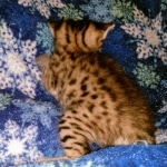 Savannah, F-2B, Male, BST DOB 10-2-20