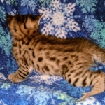 Savannah, F-2B, Male, BST DOB 10-2-20