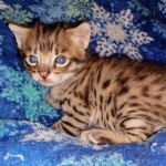 Savannah, F-2B, Male, BST DOB 10-2-20