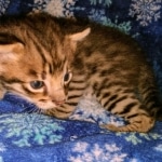 Savannah, F-2B, Male, BST DOB 10-2-20