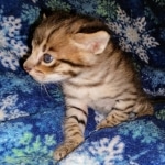 Savannah, F-2B, Male, BST DOB 10-2-20