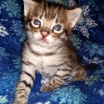 Savannah, F-2B, Male, BST DOB 10-2-20