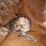 Savannah, F-2B, Male, BST DOB 10-2-20