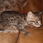 Savannah, F-2B, Male, BST DOB 10-2-20