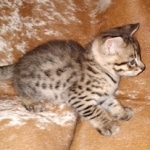 Savannah, F-2B, Male, BST DOB 10-2-20