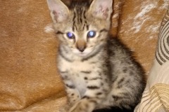 Logan, Savannah F-2B Male #2 DOB 10-2-20