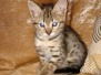 Logan, Savannah F-2B Male #2 DOB 10-2-20