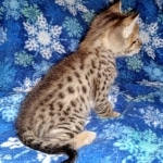 Savannah, F-2B, Male, BST DOB 10-2-20