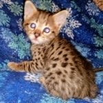 Savannah, F-2B, Male, BST DOB 10-2-20