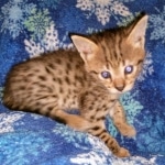 Savannah, F-2B, Male, BST DOB 10-2-20