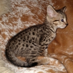 Savannah, F-2B, Male, BST DOB 10-2-20