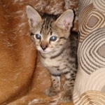 Savannah, F-2B, Male, BST DOB 10-2-20