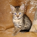 Savannah, F-2B, Male, BST DOB 10-2-20