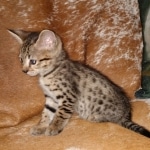 Savannah, F-2B, Male, BST DOB 10-2-20