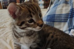 Savannah F-2B Male #2 DOB 4-4-21