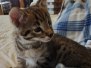 Savannah F-2B Male #2 DOB 4-4-21