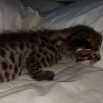 Savannah Male F-2B DOB 4-4-21