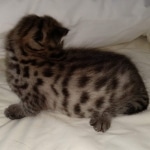 Savannah Male F-2B DOB 4-4-21