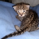 Savannah Male F-2B DOB 4-4-21