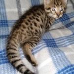 Savannah Male F-2B DOB 4-4-21