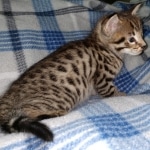 Savannah Male F-2B DOB 4-4-21