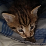 Savannah Male F-2B DOB 4-4-21