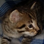 Savannah Male F-2B DOB 4-4-21