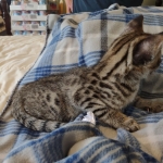 Savannah Male F-2B DOB 4-4-21