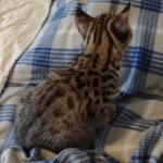 Savannah Male F-2B DOB 4-4-21