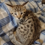 Savannah Male F-2B DOB 4-4-21