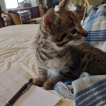 Savannah Male F-2B DOB 4-4-21