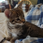 Savannah Male F-2B DOB 4-4-21