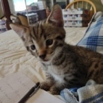 Savannah Male F-2B DOB 4-4-21