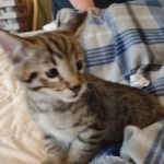 Savannah Male F-2B DOB 4-4-21