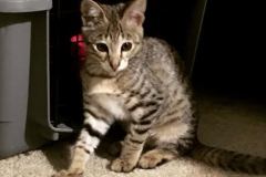 Miss Scarlett Savannah F-2B Female Brown Spotted DOB 1-2-16