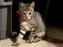 Miss Scarlett Savannah F-2B Female Brown Spotted DOB 1-2-16