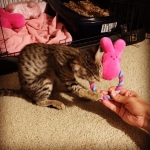 Savannah, F-2B, female, Brown Spotted, DOB 1-2-16