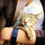 Savannah, F-2B, female, Brown Spotted, DOB 1-2-16