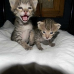 Savannah, F-2B, Male, Brown Spotted, DOB 1-2-16