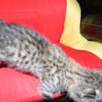 Savannah, F-2B, Male, Brown Spotted, DOB 1-2-16