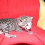 Savannah, F-2B, Male, Brown Spotted, DOB 1-2-16